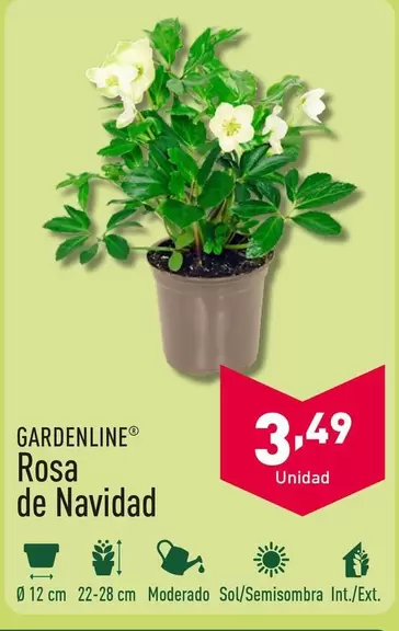 Oferta de Gardenline - Rosa De Navidad por 3,49€ en ALDI