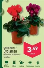 Oferta de Gardenline - Cyclamen  por 3,49€ en ALDI