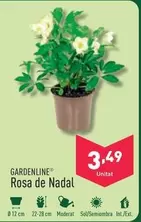 Oferta de Gardenline - Rosa De Nadal por 3,49€ en ALDI