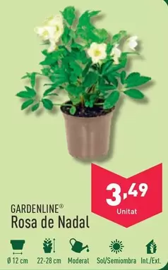 Oferta de Gardenline - Rosa De Nadal por 3,49€ en ALDI