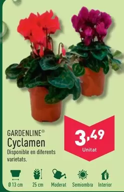 Oferta de Gardenline - Cyclamen por 3,49€ en ALDI