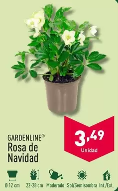 Oferta de Gardenline - Rosa De Navidad por 3,49€ en ALDI