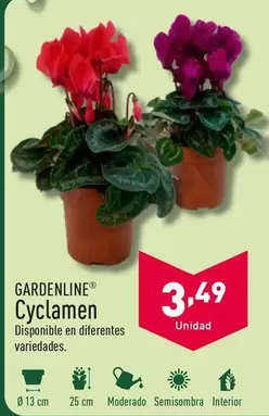 Oferta de Gardenline - Cyclamen  por 3,49€ en ALDI