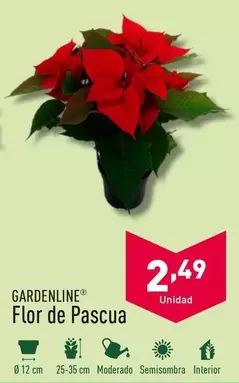 Oferta de Gardenline - Flor De Pascua por 2,49€ en ALDI