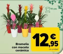 Oferta de Bromelia Con Maceta Ceramica  por 12,95€ en Carrefour