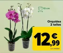 Oferta de Orquidea 2 Tallos por 12,99€ en Carrefour