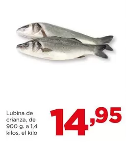 Oferta de Lubina De Crianza por 14,95€ en Alimerka