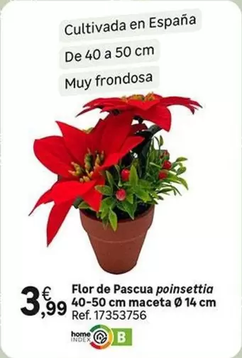 Oferta de Flor -  De Pascua Poinsettia 40-50 Cm Maceta Ø 14 Cm por 3,99€ en Leroy Merlin