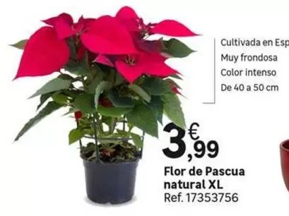 Oferta de Intenso - Flor De Pascua Natural Xl por 3,99€ en Leroy Merlin