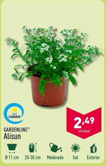 Oferta de Gardenline - Alisun por 2,49€ en ALDI