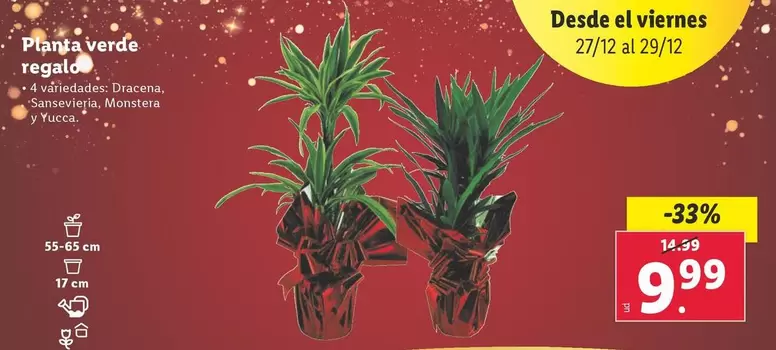 Oferta de Plana Verde Regalo por 9,99€ en Lidl