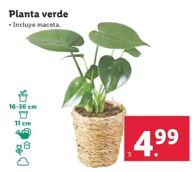 Oferta de Planta Verde por 4,99€ en Lidl