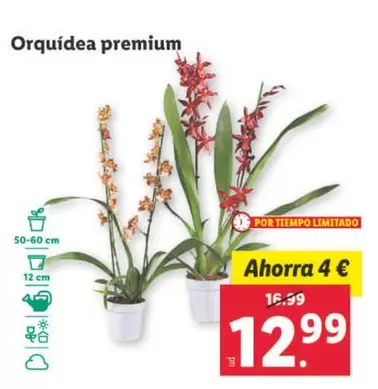 Oferta de Orquídea Premium por 12,99€ en Lidl