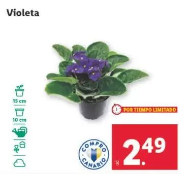 Oferta de Violeta por 2,49€ en Lidl