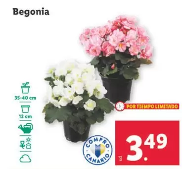 Oferta de Begonia por 3,49€ en Lidl