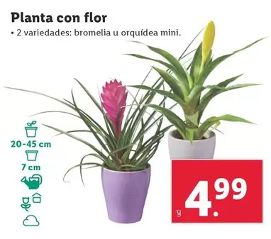 Oferta de Planta Con Flor por 4,99€ en Lidl