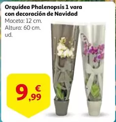 Oferta de Orquídea Phalenopsis 1 Vara Con Decoracion De Navidad por 9,99€ en Alcampo