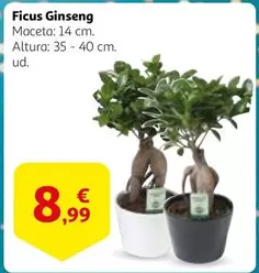 Oferta de Ficus Ginseng por 8,99€ en Alcampo