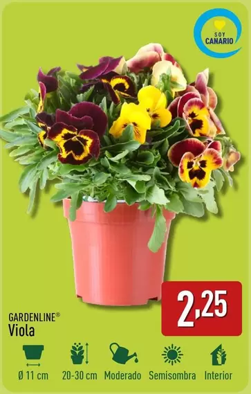 Oferta de Gardenline - Viola por 2,25€ en ALDI