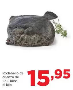 Oferta de Rodaballo De Crianza De 1 A 2 Kilos por 15,95€ en Alimerka