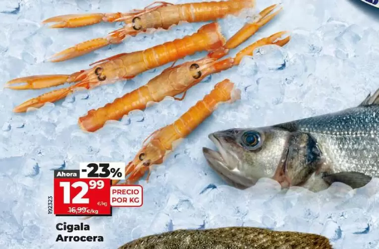 Oferta de Cigala Arrocera  por 12,99€ en Dia