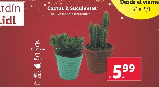 Oferta de Cactus & Suculentas por 5,99€ en Lidl