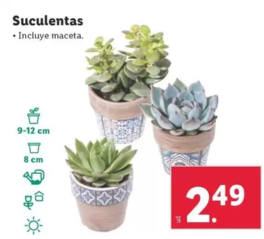 Oferta de Suculentas por 2,49€ en Lidl