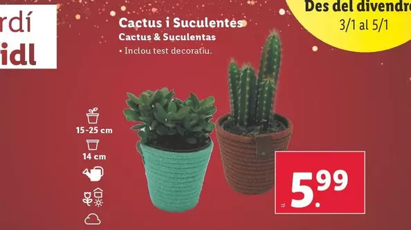 Oferta de Cactus & Suculentas por 5,99€ en Lidl