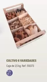 Oferta de Cultivo 6 Variedades en Makro