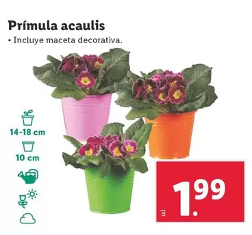 Oferta de Prímula Acaulis por 1,99€ en Lidl