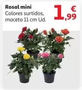 Oferta de Rosal Mini por 1,99€ en Alcampo