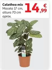 Oferta de Calathea Mix por 14,99€ en Alcampo