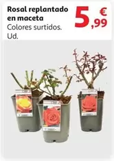 Oferta de Rosal Replantado En Maceta por 5,99€ en Alcampo