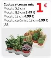 Oferta de Cactus Y Crasas Mix por 1€ en Alcampo