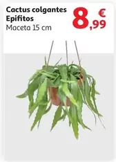 Oferta de Cactus Colgantes Epifitos por 8,99€ en Alcampo