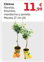 Oferta de Cítricos por 11,99€ en Alcampo