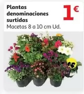 Oferta de Plantas Denominaciones Surtidas por 1€ en Alcampo