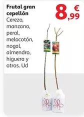 Oferta de Cerezo - Frutal Gran Cepellon por 8,99€ en Alcampo