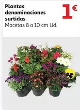 Oferta de Plantas Denominaciones Surtidas por 1€ en Alcampo