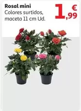 Oferta de Rosal Mini por 1,99€ en Alcampo