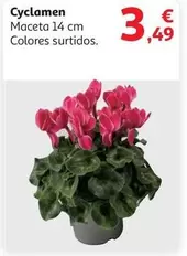 Oferta de Cyclamen  por 3,49€ en Alcampo