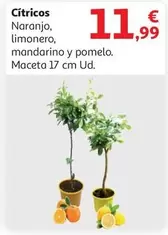 Oferta de Cítricos por 11,99€ en Alcampo