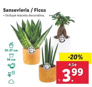 Oferta de Sansevieria / Ficus por 3,99€ en Lidl