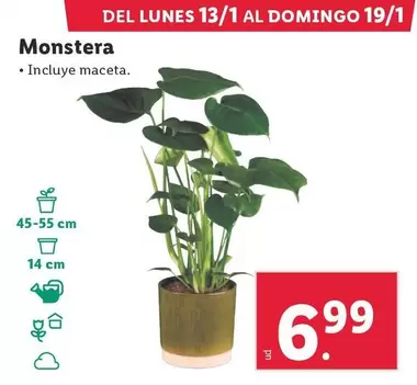 Oferta de Monstera por 6,99€ en Lidl