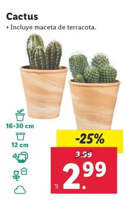 Oferta de Cactus por 2,99€ en Lidl