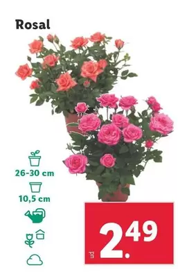 Oferta de Rosal por 2,49€ en Lidl