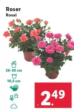 Oferta de Rosal por 2,49€ en Lidl