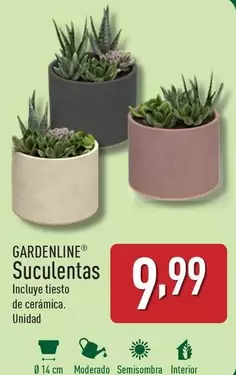 Oferta de Gardenline - Suculentas por 9,99€ en ALDI