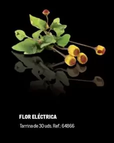 Oferta de Flor Eléctrica en Makro