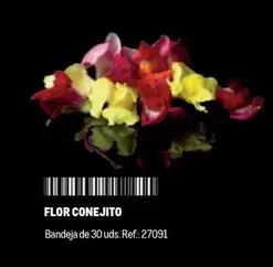 Oferta de Flor -  Conejito en Makro